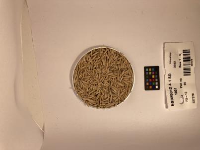 Click for 1 image(s) for this accession. SEED